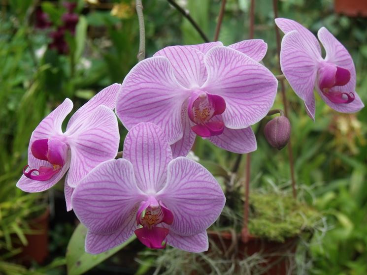 pianta Phalaenopsis