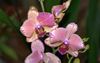 Orchidee Phalaenopsis