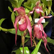 Phragmipedium