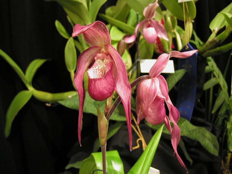 Phragmipedium