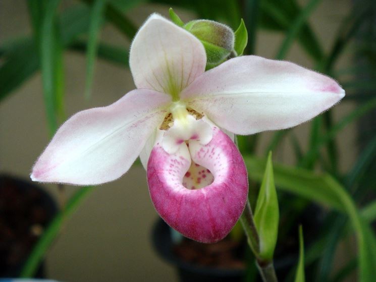 fiore Phragmipedium