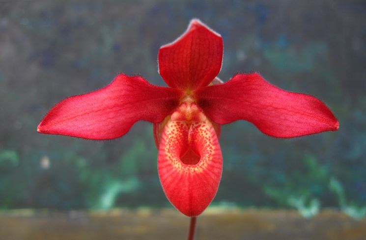 orchidea terreno