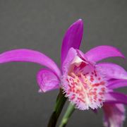 Pleione