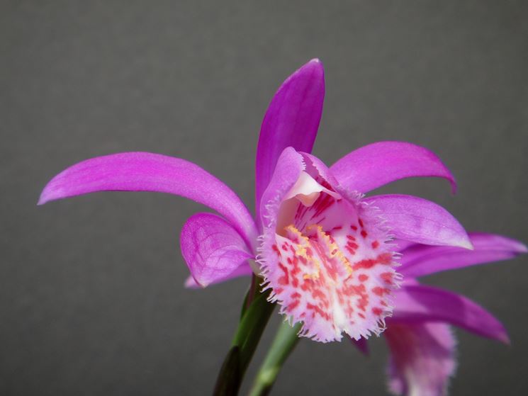 Pleione