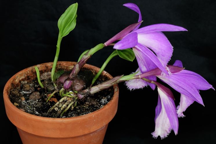 orchidea