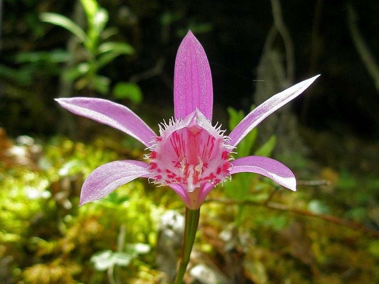 coltivazione orchidea