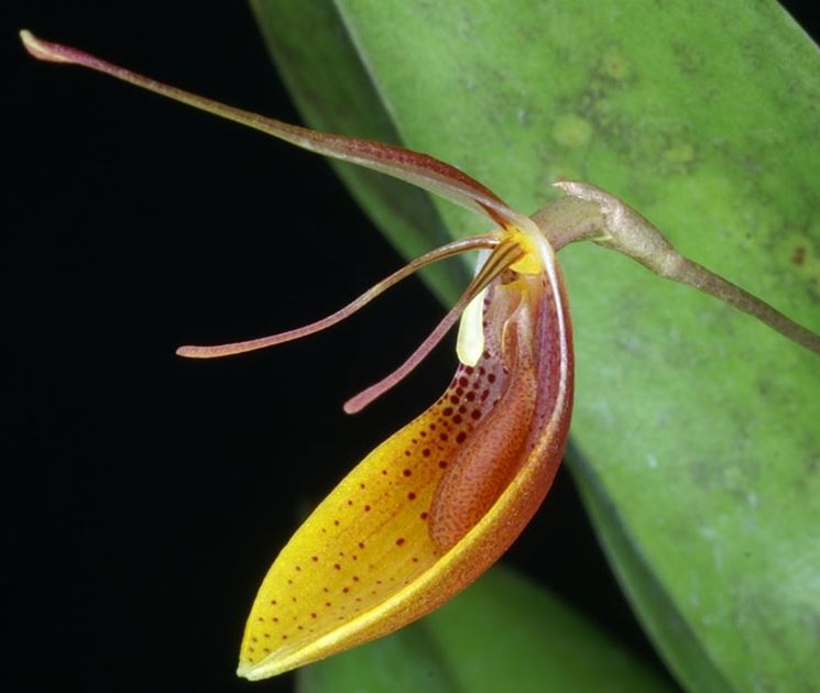 fiore restrepia