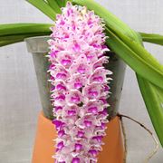 Rynchostylis