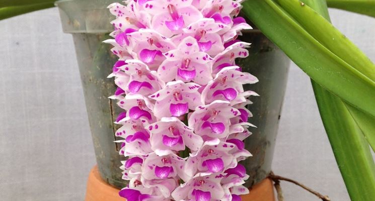 Rynchostylis