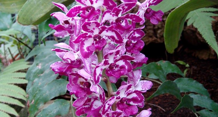 orchidea