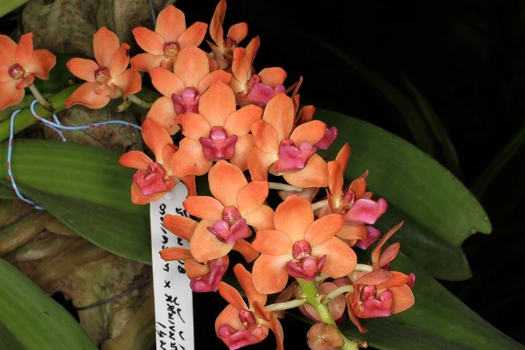 orchidea 