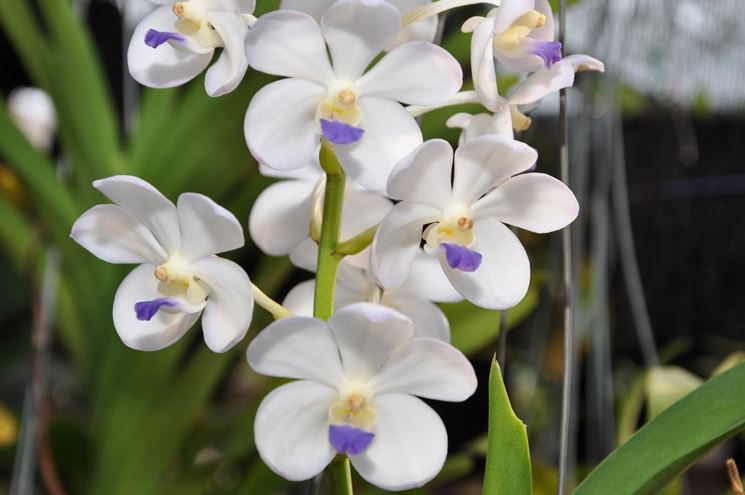 orchidea rhynchostylis