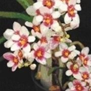 Sarcochilus
