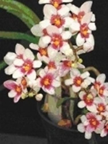 Sarcochilus
