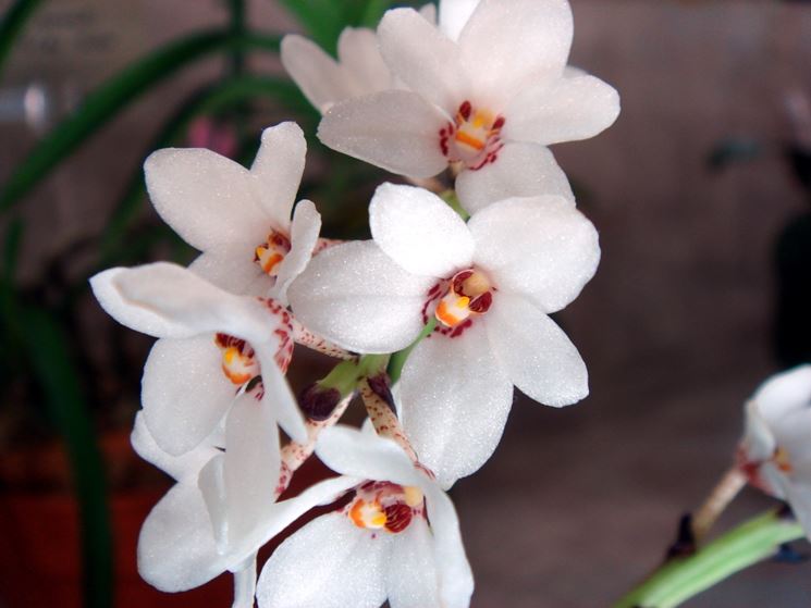 orchidea sarcochilus