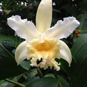 Sobralia