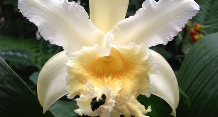 Sobralia