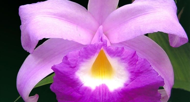 sobralia