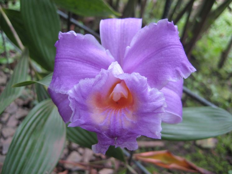 pianta Sobralia