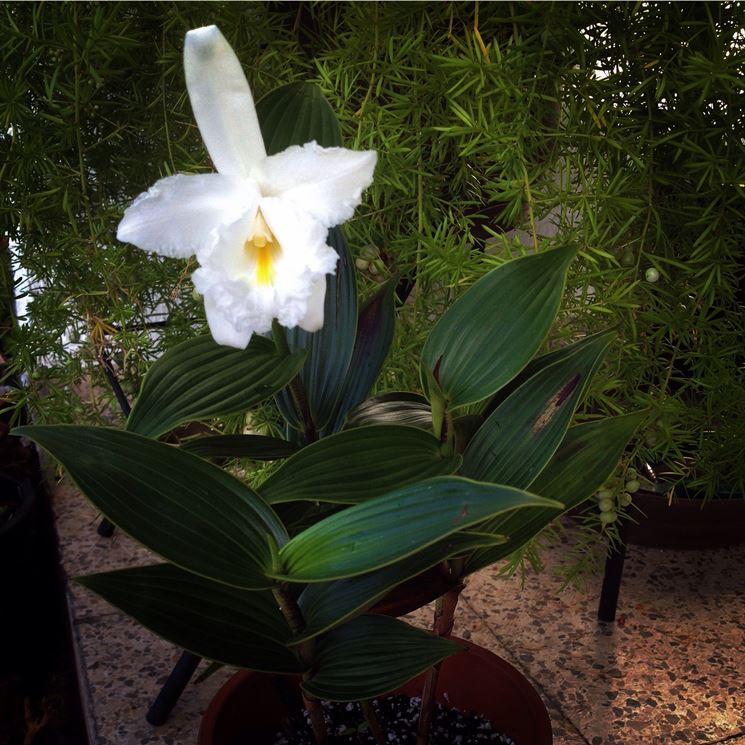 orchidea sobralia