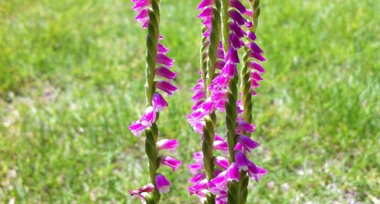 Spiranthes