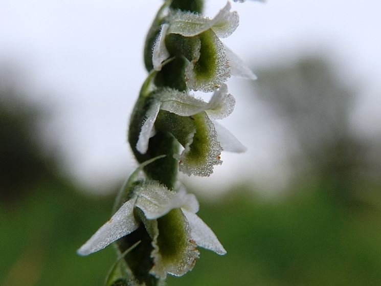 infiorescenza Spiiranthes