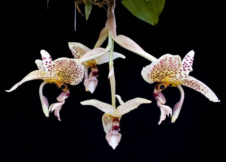 orchidea