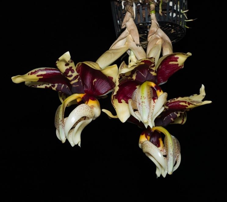 orchidea stanhopea