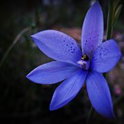 Thelymitra