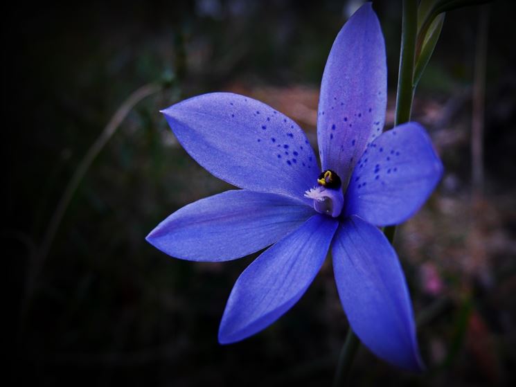 Thelymitra