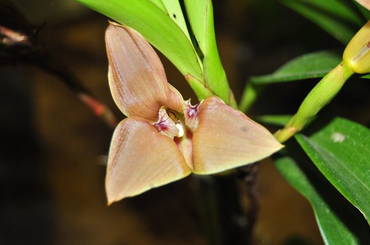 orchidea trigonidium