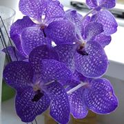 Orchidea Vanda