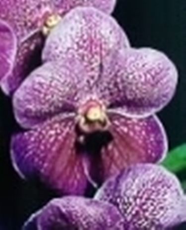 Orchidea Vanda