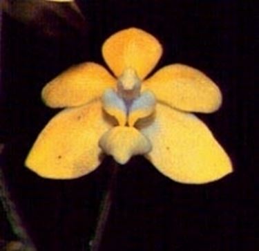 Fiore orchidea vanda