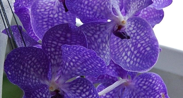 Orchidea Vanda