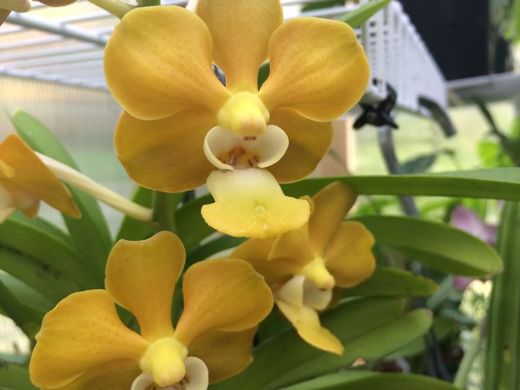orchidee vanda