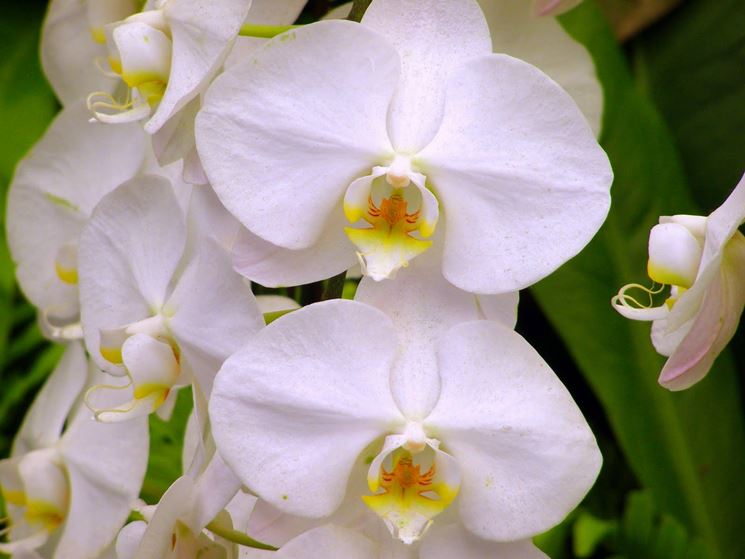 orchidea