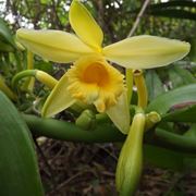 orchidea vaniglia