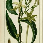 vaniglia pianta