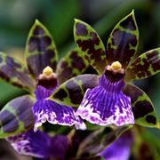 Zygopetalum