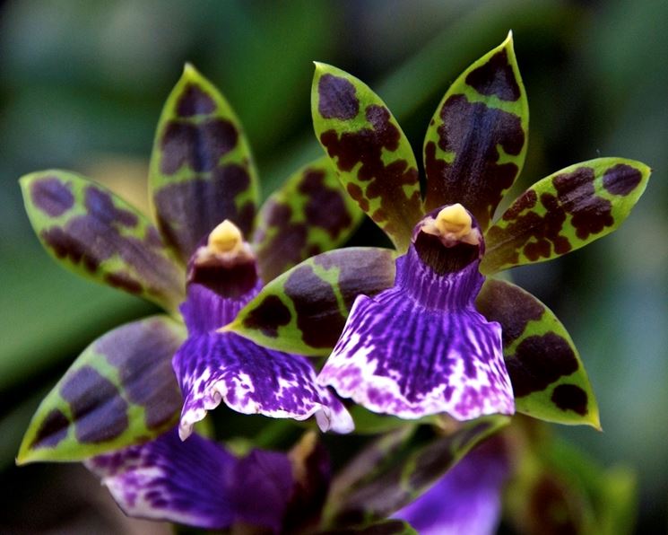 Zygopetalum