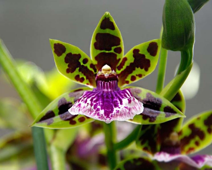 fiore Zygopetalum