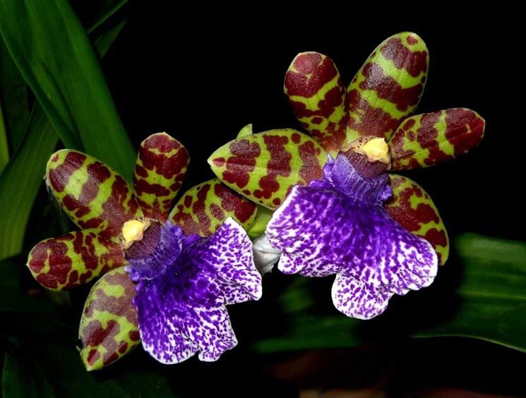 zygopetalum