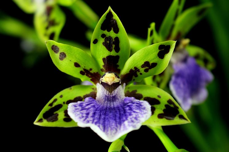 pianta zygopetalum