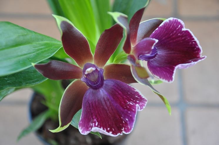 orchidea zygopetalum