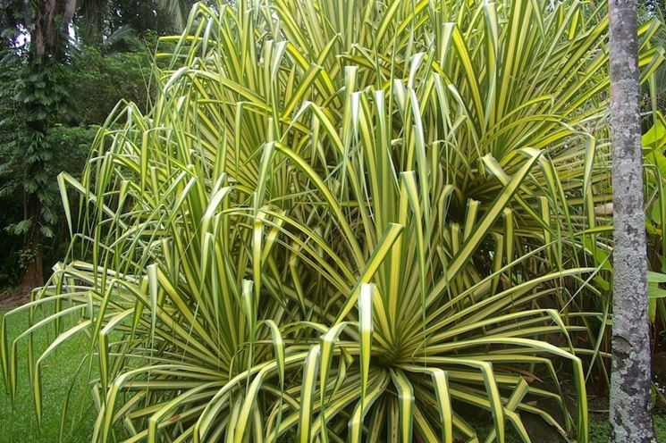pianta pandanus