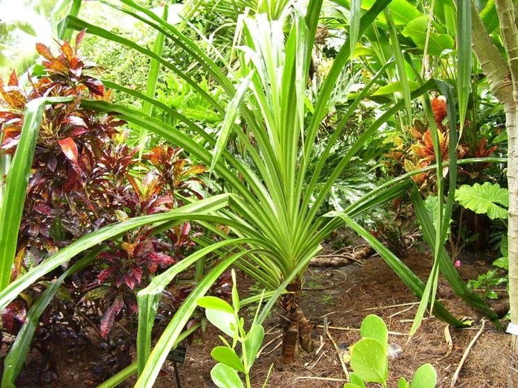 pandanus furcatus