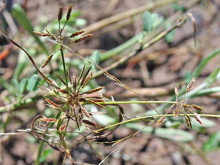 Cyperus niger