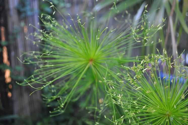 Cyperus haspan