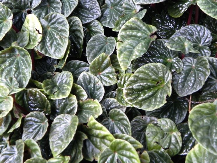 Peperomia caperata